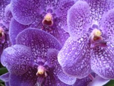bloemen