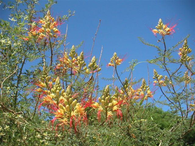 bloemen valle de calchaqui