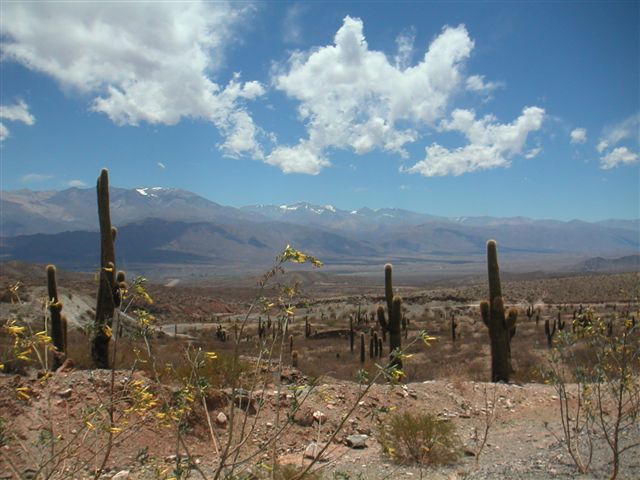 Park van de Cordon cactussen