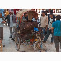 00848-nepal-offeringen-buffels.jpg