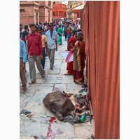 Dashain offeringen - Nepal