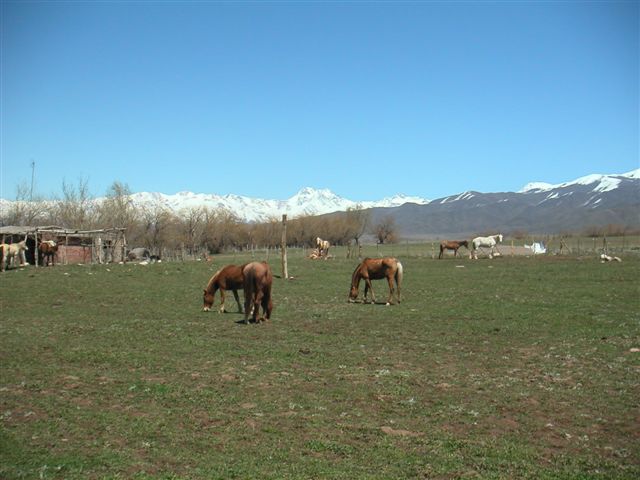 Horses in Mendoza Argentina