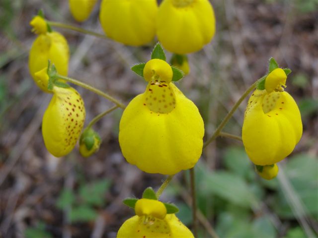 mooie bloemen in Patagonie