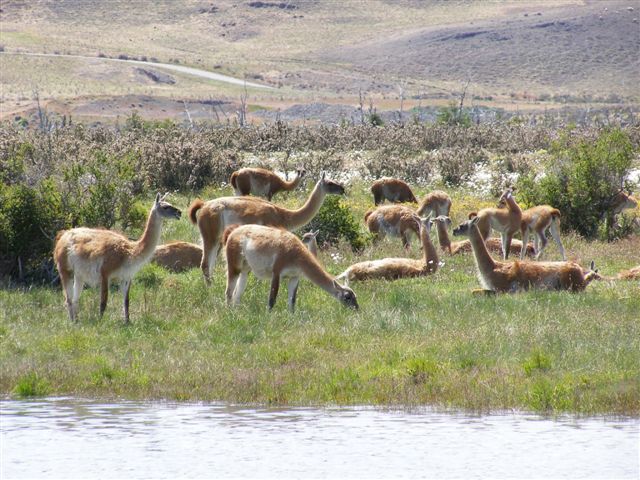 Guanaco's - Torres del Paine - Chile