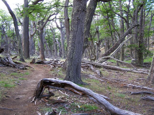 omgevallen bomen - Patagonie