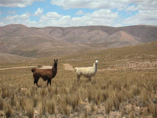 lama's onderweg naar Iruya