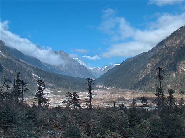 Yumthang vallei - rodondendrons