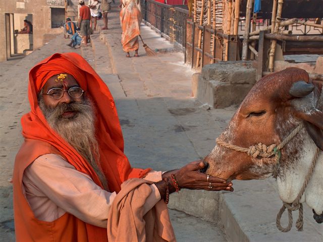Saddhu and holy cow, Varanasi